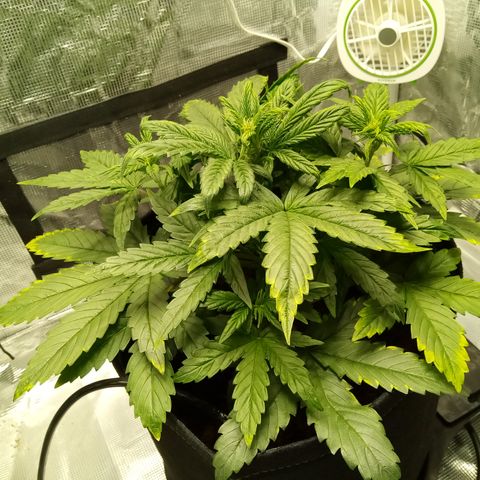Grape Deebo growlog timeline photo