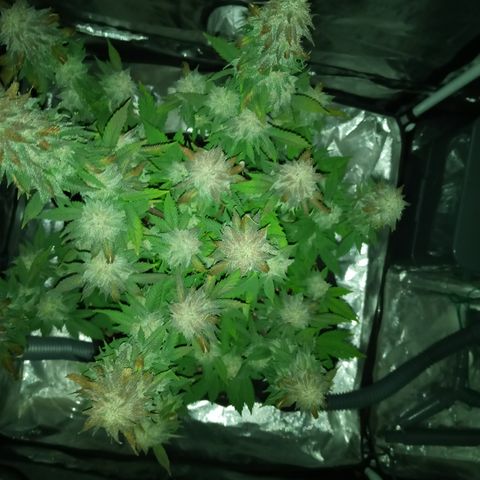 White widow growlog timeline photo