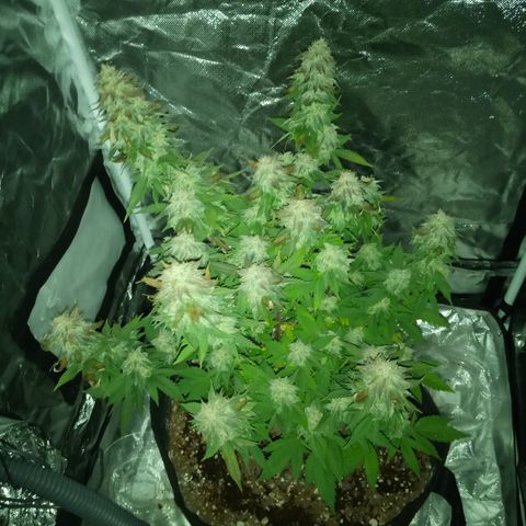 White widow growlog timeline photo