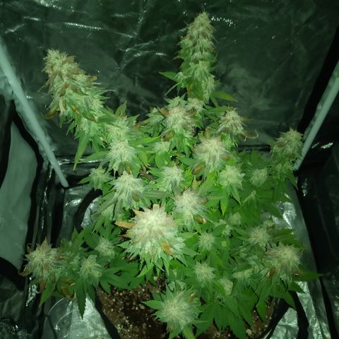 White widow growlog timeline photo