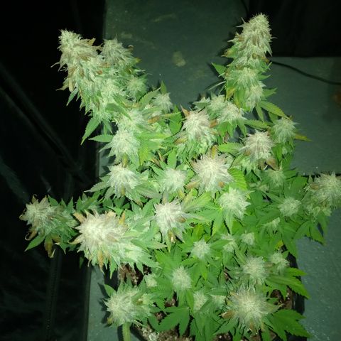 White widow growlog timeline photo