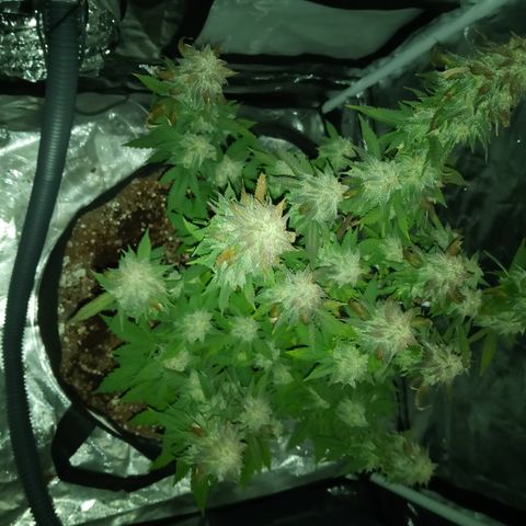 White widow growlog timeline photo