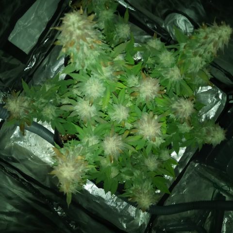 White widow growlog timeline photo