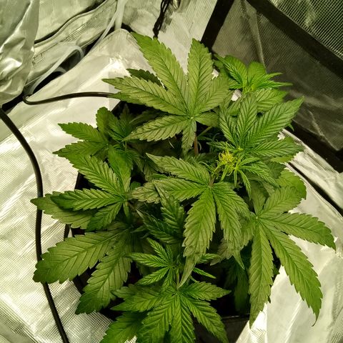 Sweet Gelato Auto growlog timeline photo