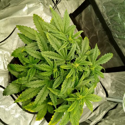 Grape Deebo growlog timeline photo