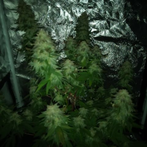 White widow growlog timeline photo