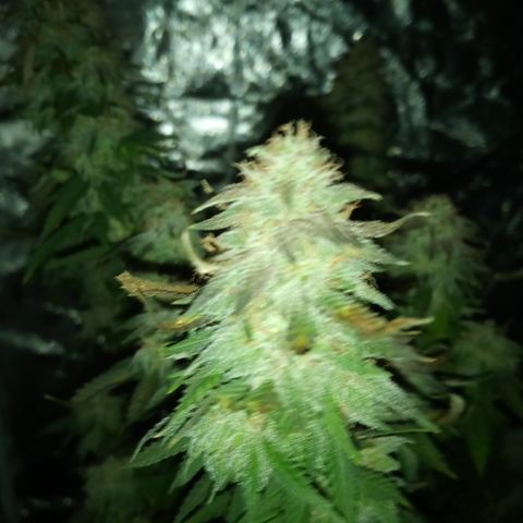 White widow growlog timeline photo