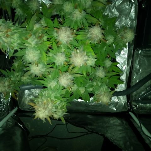 White widow growlog timeline photo