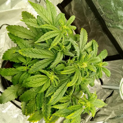 Grape Deebo growlog timeline photo