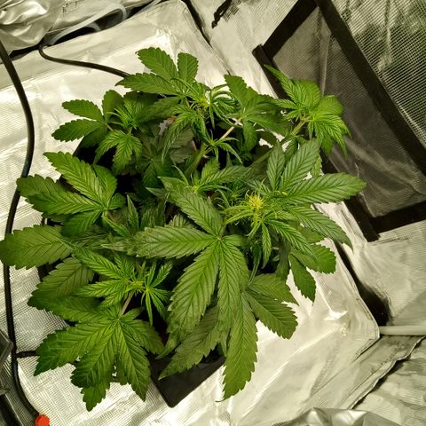 Sweet Gelato Auto growlog timeline photo