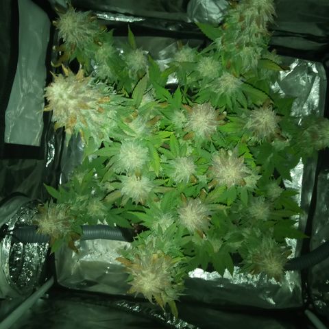 White widow growlog timeline photo