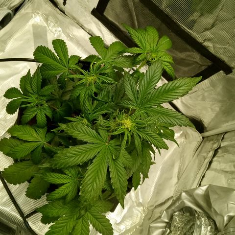 Sweet Gelato Auto growlog photo: 🙏