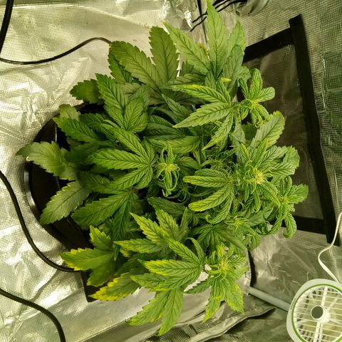Grape Deebo growlog photo: 🥺