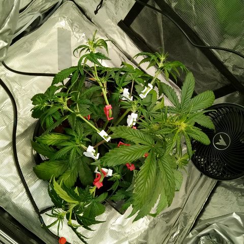 Sweet Gelato Auto growlog timeline photo