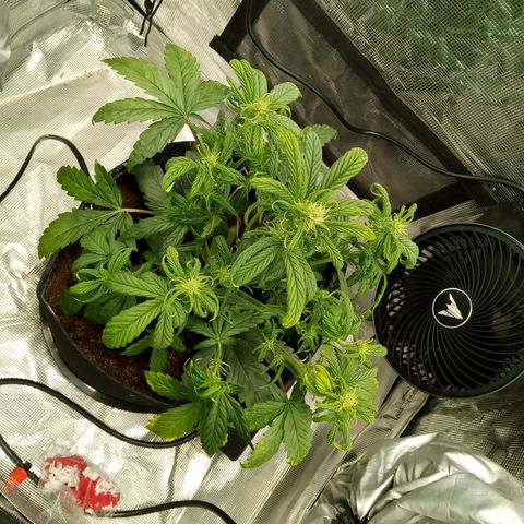 Grape Deebo growlog timeline photo