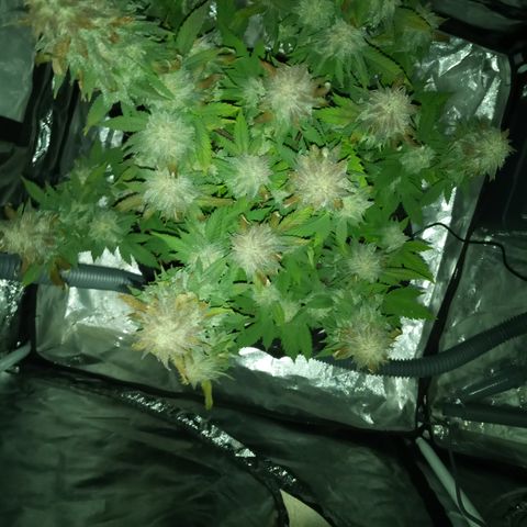 White widow growlog timeline photo