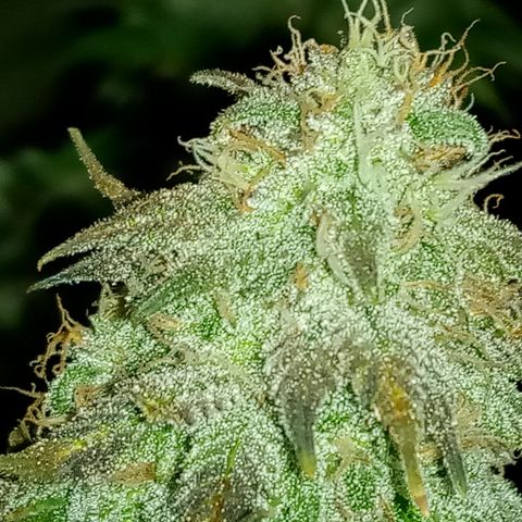 White widow growlog photo: Final photos