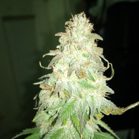White widow growlog photo: Final photos