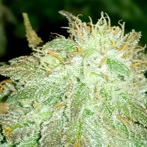 White widow growlog photo: Final photos