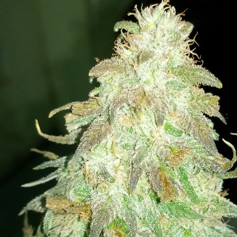 White widow growlog photo: Final photos