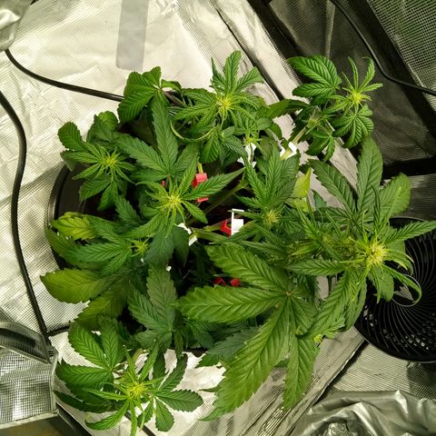 Sweet Gelato Auto growlog timeline photo