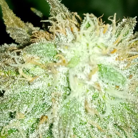 White widow growlog photo: Final photos
