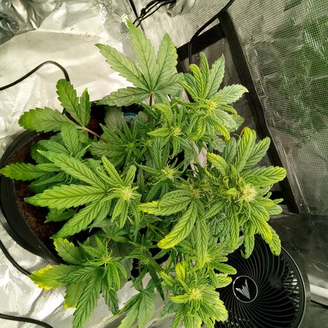 Grape Deebo growlog timeline photo