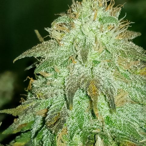 White widow growlog photo: Final photos