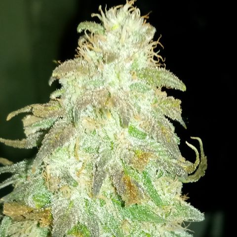 White widow growlog photo: Final photos