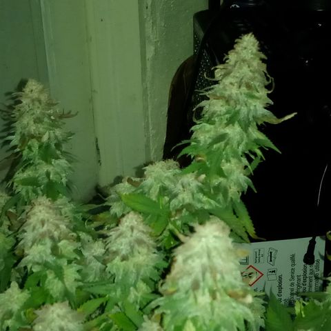 White widow growlog photo: Final photos