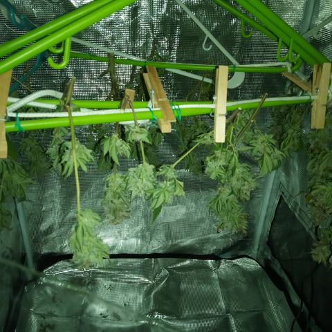 White widow growlog timeline photo
