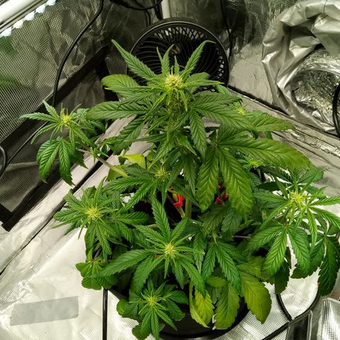Sweet Gelato Auto growlog timeline photo