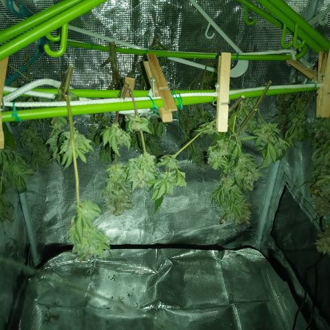 White widow growlog timeline photo