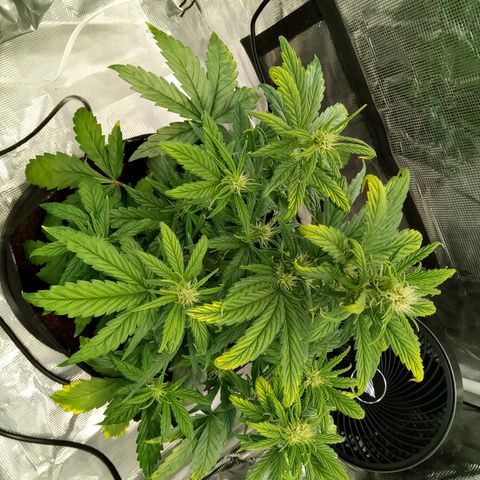 Grape Deebo growlog timeline photo