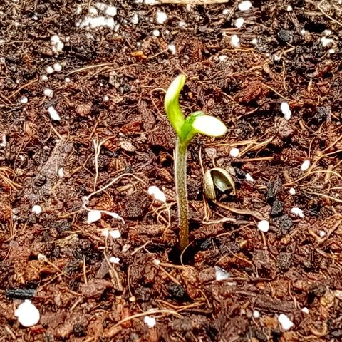 Fruity Punch ( mother ) growlog photo: Yay!
