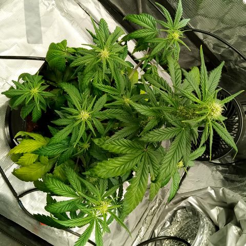 Sweet Gelato Auto growlog timeline photo
