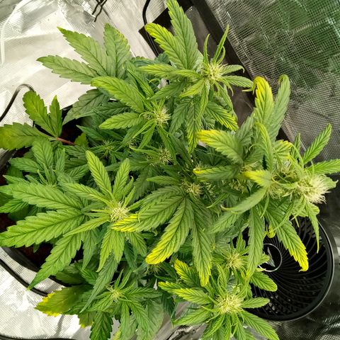 Grape Deebo growlog timeline photo