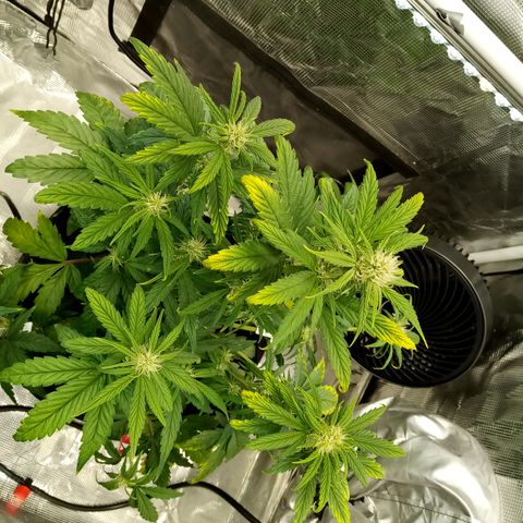 Grape Deebo growlog timeline photo
