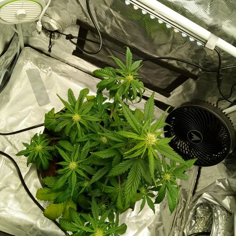 Sweet Gelato Auto growlog timeline photo