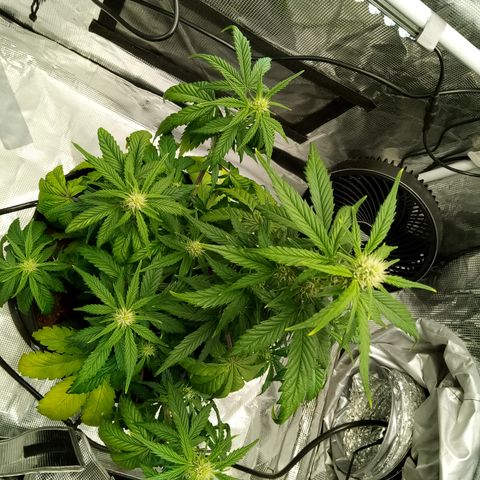 Sweet Gelato Auto growlog timeline photo