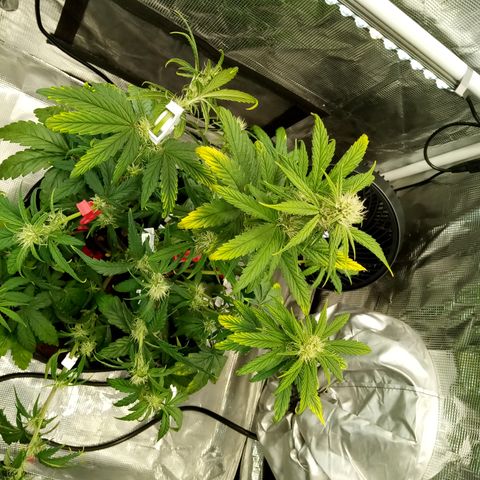 Grape Deebo growlog timeline photo
