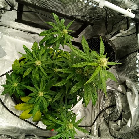 Sweet Gelato Auto growlog timeline photo