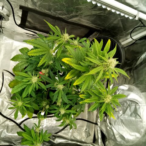 Grape Deebo growlog timeline photo