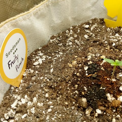 Fruity Punch ( mother ) growlog timeline photo