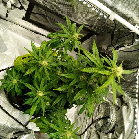 Sweet Gelato Auto growlog timeline photo