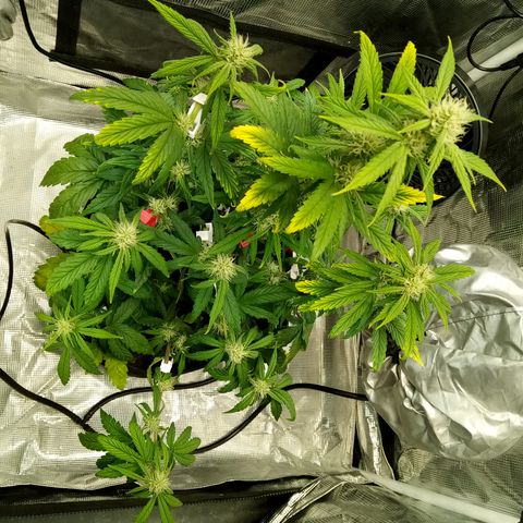 Grape Deebo growlog timeline photo