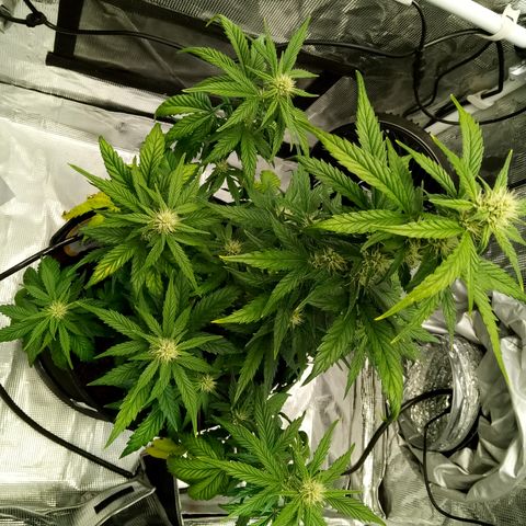 Sweet Gelato Auto growlog timeline photo
