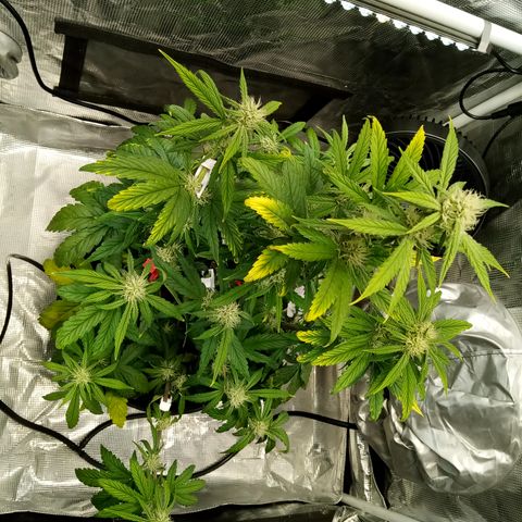 Grape Deebo growlog timeline photo