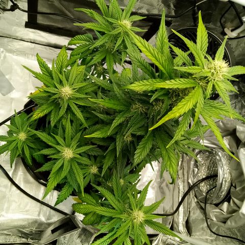 Sweet Gelato Auto growlog timeline photo