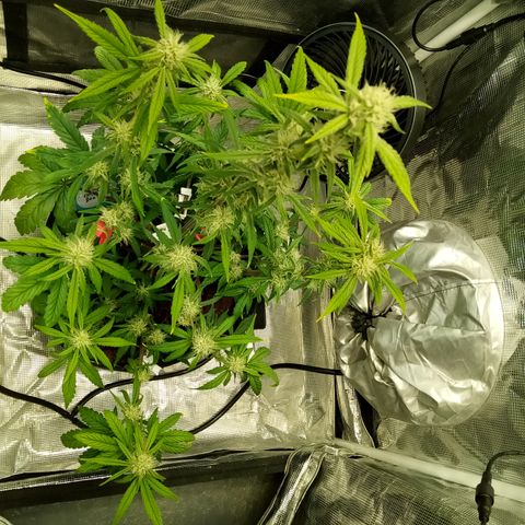 Grape Deebo growlog timeline photo